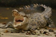 马来西亚沙巴州男子给鳄鱼喂鸡后抚摸其嘴部被咬断右腿