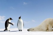 企鹅生活在南极还是北极（企鹅生活在南极还是北极南极）