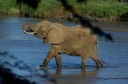 肯尼亚接连有大象伤人 一个月内踩死3人