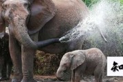 大象用鼻子吸水为什么不会被呛到 大象用鼻子吸水为什么不会被呛到,文言文,解析