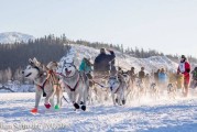 2017国际雪橇犬大赛(Yukon Quest)在加拿大育空省白马市展开