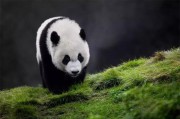 关于熊猫的资料（关于熊猫的资料和信息）