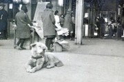 日本秋田犬“忠犬八公”最新珍贵照片曝光