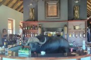 南非一对夫妻在酒吧庆祝结婚周年纪念 却突然走进一头水牛