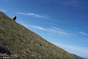 美国阿拉斯加男子郊外散步近距离遭遇棕熊 大声尖叫把它吓退