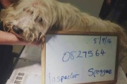 英国爱护动物协会（RSPCA）新南威尔士省分部捣破澳洲环境极度肮脏的狗只养殖场