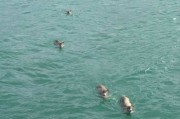 美国阿拉斯加游船救起一群跳海的鹿