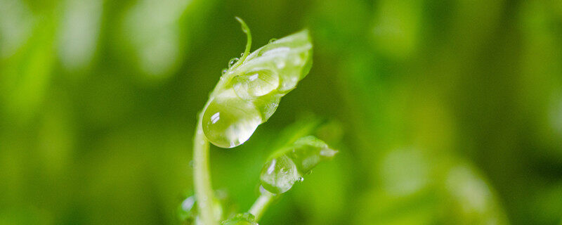 种子为什么放冰箱催芽 种子为啥放冰箱催芽 种子为什么放冰箱催芽 种子为啥放冰箱催芽 植物