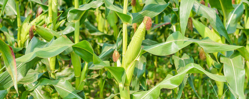 锈病对玉米的影响 锈病对玉米的影响是什么 锈病对玉米的影响 锈病对玉米的影响是什么 植物