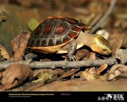 乌龟种类 乌龟种类（常见的乌龟种类） 动物