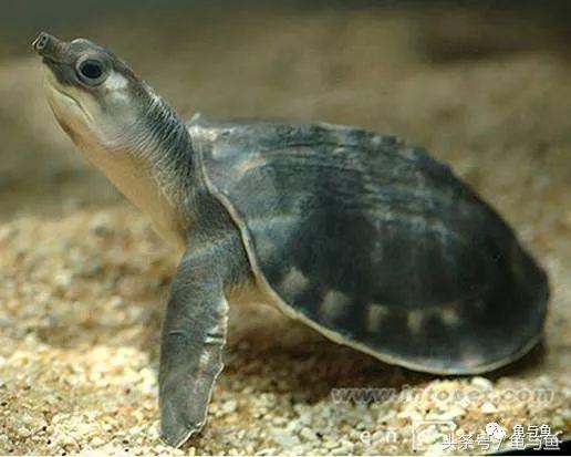乌龟种类 乌龟种类（常见的乌龟种类） 动物