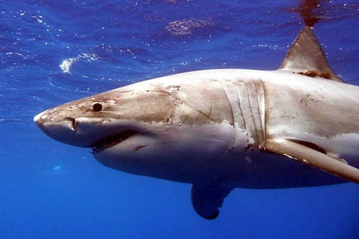 澳大利亚东部外海又再传出鲨鱼攻击事件