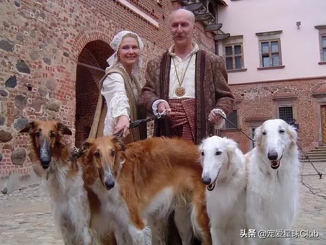 俄罗斯狼犬 俄罗斯狼犬（俄罗斯狼犬守护神） 动物