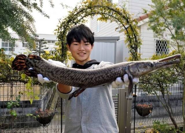 日本兵库县高中生在当地河川钓得近1米长食肉鱼“福鳄”