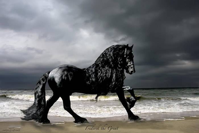 世界上最帅的马——美国“腓特烈大帝”