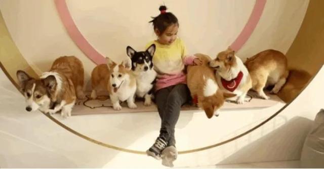 北京宠物美容 北京宠物美容（北京宠物美容学校） 动物