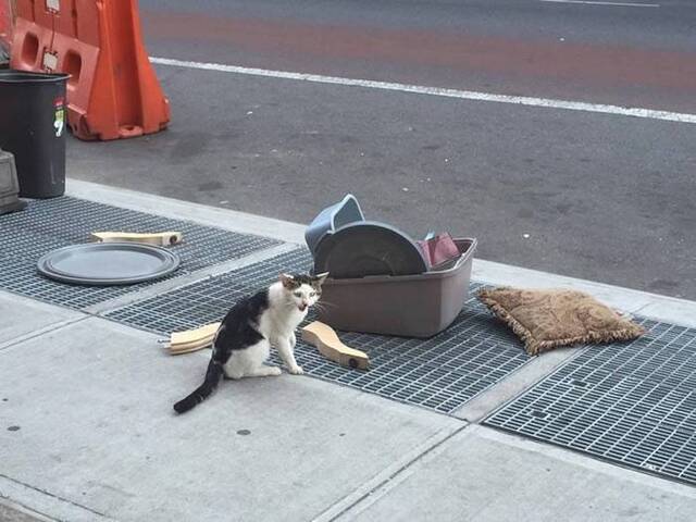 美国纽约布鲁克林街头遭主人弃养的猫咪在路边狂哭