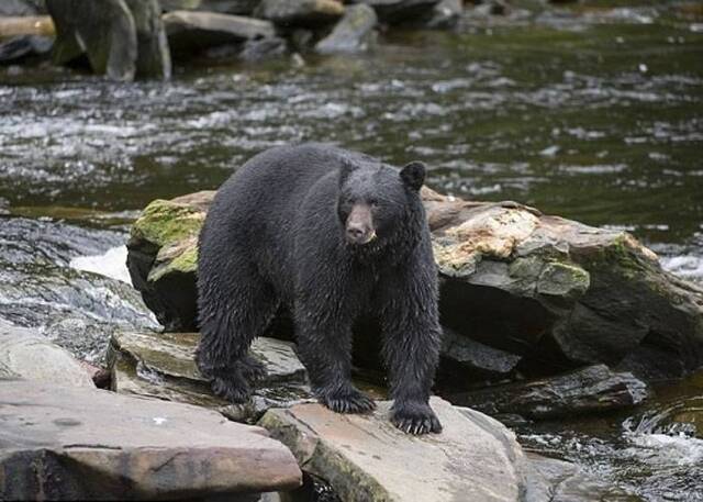 美国马里兰州妇人突遭200磅黑熊袭击 徘徊鬼门关惊恐报警