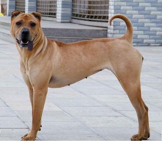 中国沙皮犬 中国沙皮犬（中国沙皮犬的优缺点） 动物
