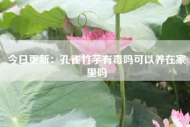 今日更新：孔雀竹芋有毒吗可以养在家里吗