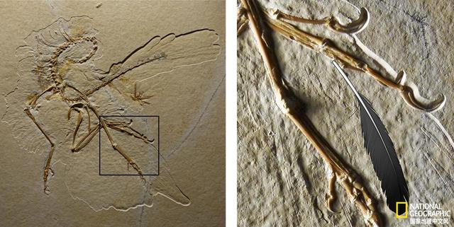 始祖鸟化石 始祖鸟化石（始祖鸟化石证明了） 动物