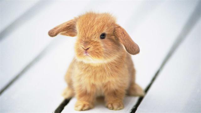 垂耳兔怎么养 垂耳兔怎么养（垂耳兔怎么养它会和你熟） 动物