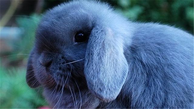 垂耳兔怎么养 垂耳兔怎么养（垂耳兔怎么养它会和你熟） 动物