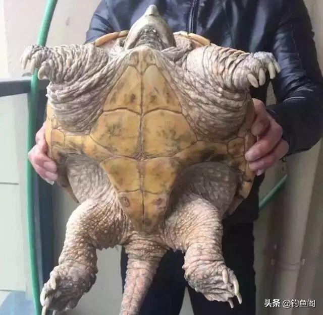 太阳龟 太阳龟（太阳贵人是什么意思） 动物