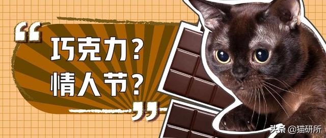 巧克力猫 巧克力猫（巧克力猫咪大战争） 动物