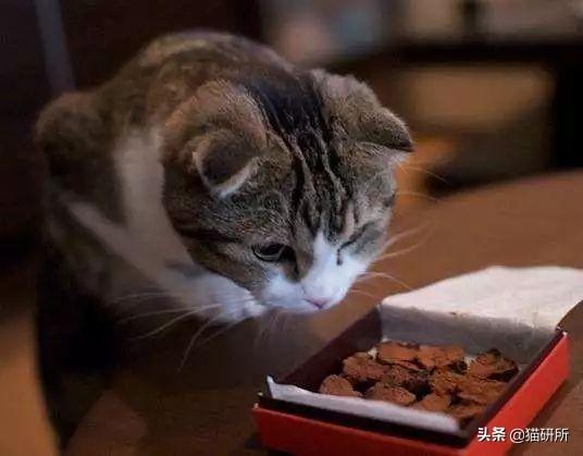 巧克力猫 巧克力猫（巧克力猫咪大战争） 动物