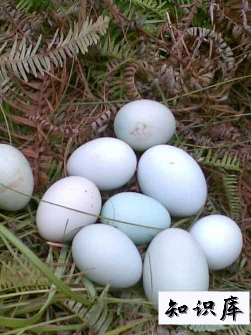  土鸡蛋真的比养殖场产的鸡蛋好吗 土鸡蛋好还是养殖鸡蛋好 科普