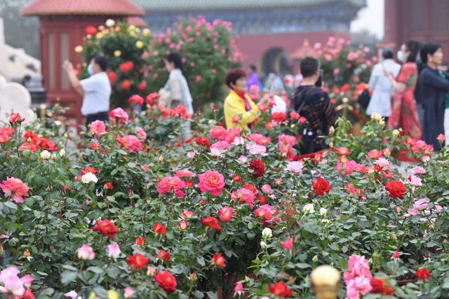 北京的市花是什么 北京的市花是什么（北京的市花是什么花） 植物