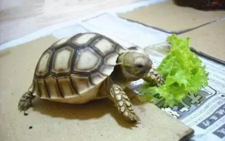乌龟不吃东西 乌龟不吃东西（乌龟不吃东西泡妈咪爱） 动物