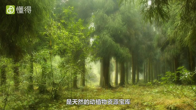 天台山旅游攻略-华顶国家森林公园 天台山旅游攻略 旅游