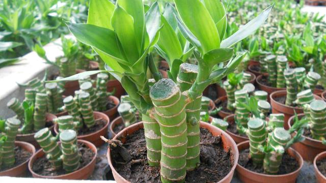 富贵竹的养殖 富贵竹的养殖（富贵竹的养殖方法和注意事项水培） 植物