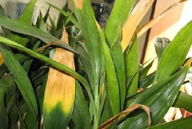 富贵竹的养殖 富贵竹的养殖（富贵竹的养殖方法和注意事项水培） 植物