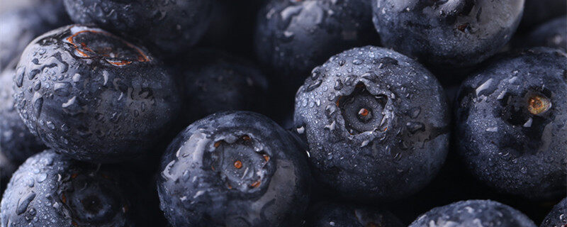 北陆蓝莓品种介绍 北陆蓝莓品种的介绍 北陆蓝莓品种介绍 北陆蓝莓品种的介绍 植物