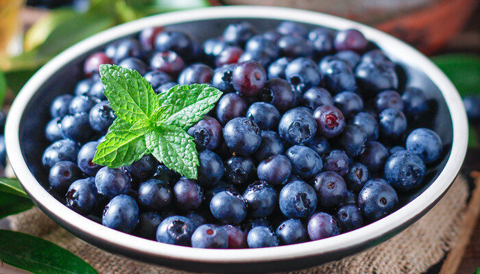 北陆蓝莓品种介绍 北陆蓝莓品种的介绍 北陆蓝莓品种介绍 北陆蓝莓品种的介绍 植物