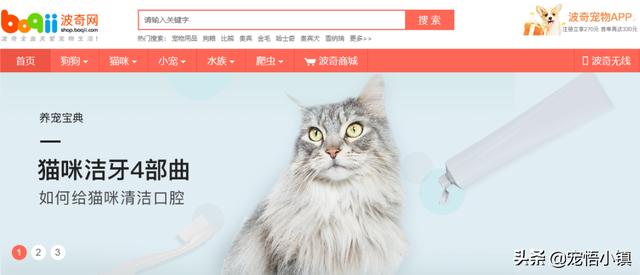 宠物猫交易网站 宠物猫交易网站（沈阳宠物猫交易网站） 动物