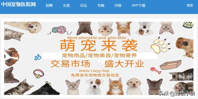 宠物猫交易网站 宠物猫交易网站（沈阳宠物猫交易网站） 动物