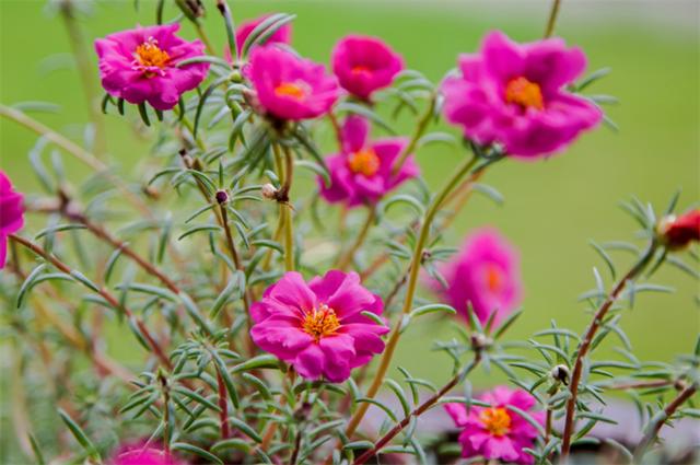 太阳花的花语是什么 太阳花的花语是什么（紫色太阳花花语是什么） 植物