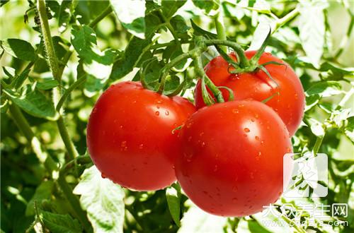 西红柿牛腩的做法有哪些？